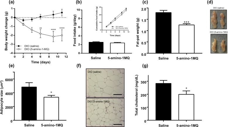 Схема: NNMT и энергетический обмен