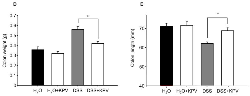 Колон: масса/длина в моделях ВЗК