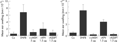 Контактный дерматит: отёк уха (24 ч и 2 нед.)